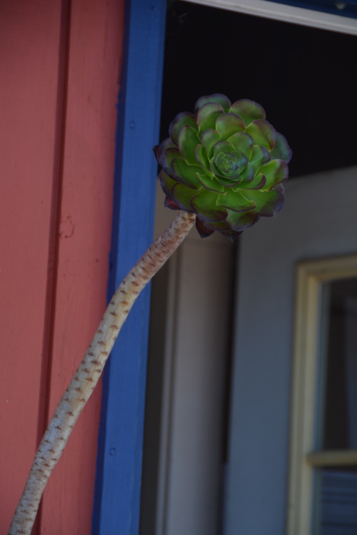 succulent plant in pot